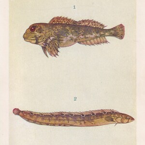 1907 BLENNY & GUNNELL FISH Print - Original Antique Marine Print - Fish Wall Art - Sea Life Print - 116 Years Old - 6.15 x 4.25 Inches