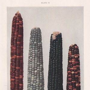 1934 EARS OF CORN Print - Corn Poster - Corn Wall Art - Plant Wall Art - Farming Print - Vintage Print - 89 Years Old - 9.15 x 6 Inches