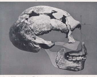 ネアンデルタール人の頭蓋骨のレプリカ - Etsy 日本