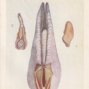 1907 PIDDOCK Print - Original Antique Marine Print - Sea Life Print - Sea Life Print - 116 Years Old - 6.15 x 4.25 Inches