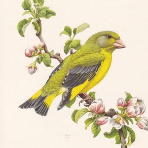 1960  GREENFINCH Bird Print - Vintage Bird Print - Bird Illustration - Bird Wall Art - Bird Decor - 7.5 x 10.6 Inches
