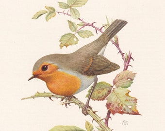 1960 EUROPEAN ROBIN Bird Print - Vintage Bird Print - Bird Illustration - Bird Wall Art - Bird Decor - 7.5 x 10.6 Inches