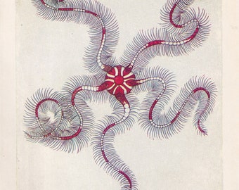 1907 BRITTLE STARFISH Print - Original Antique Fish Print - Sea Life Print - Starfish Wall Art - 116 Years Old - 6.15 x 4.25 Inches