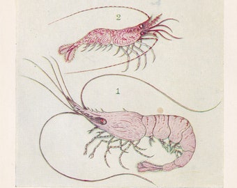 1907 SHRIMP Print - Original Antique Marine Print - Shrimp Wall Art - Sea Life Print - 116 Years Old - 6.15 x 4.25 Inches