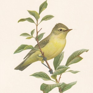 1960 ICTERINE WARBLER Bird Print - Vintage Bird Print - Bird Illustration - Bird Wall Art - Bird Decor - 7.5 x 10.6 Inches