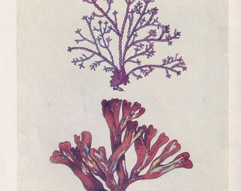 1907 SEAWEED (CORALLINE & DULSE) Print - Antique Marine Print - Sea Life Print - Sea Life Print - 116 Years Old - 6.15 x 4.25 Inches