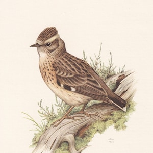 1960 WOODLARK Bird Print - Vintage Bird Print - Bird Illustration - Bird Wall Art - Bird Decor - 7.5 x 10.6 Inches