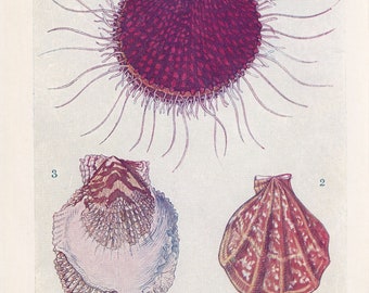 1907 SCALLOP SHELLS Print - Original Antique Marine Print - Sea Shells Print - Sea Life Print - 116 Years Old - 6.15 x 4.25 Inches