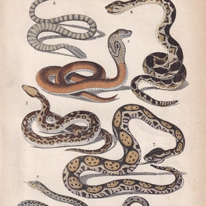 以下が含まれることがあります： 8種類の異なるヘビのイラストで、それぞれに独特の模様とパターンがあります。ヘビは1から8まで番号が付けられており、画像は「18」とラベル付けされています。