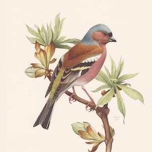 1960  CHAFFINCH Bird Print - Vintage Bird Print - Bird Illustration - Bird Wall Art - Bird Decor - 7.5 x 10.6 Inches