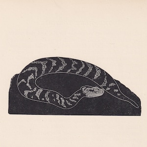 May include: A black and white illustration of a snake curled up on a rock. The snake has a patterned body and a visible eye.
