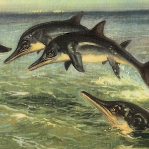 1960 ICHTHYOSAUR (STENOPTERYGIUS) Print - Prehistoric Animals Print - Paleoart - Dinosaur Decoration - 63 Years Old - 13.5 x 9.75 Inches