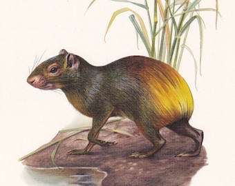 1960 AGOUTI Print - Vintage Animal Print - Animal Illustration - Animal Wall Art - Vintage Mammal Print - 7.5 x 10.6 Inches