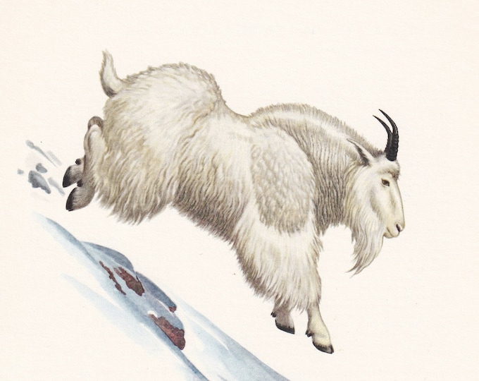 1960 MOUNTAIN GOAT Print - Vintage Animal Print - Animal Illustration ...