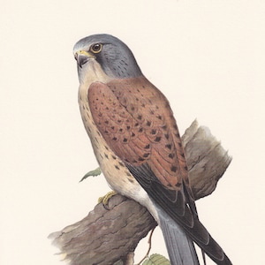 1960 COMMON KESTREL Bird Print - Vintage Bird Print - Bird Illustration - Bird Wall Art - Bird Decor - 7.5 x 10.6 Inches