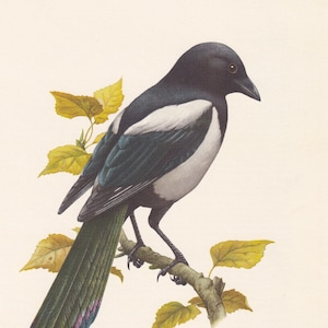 1960  MAGPIE Bird Print - Vintage Bird Print - Bird Illustration - Bird Wall Art - Bird Decor - 7.5 x 10.6 Inches