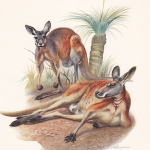 1960 RED KANGAROO Print - Vintage Animal Print - Animal Illustration - Animal Wall Art - Vintage Marsupial Print - 7.5 x 10.6 Inches