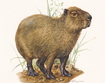 1960 CAPYBARA Druck - Vintage Tierdruck - Tier Illustration - Tier Wandkunst - Vintage Säugetier Druck - 19,5 x 28 cm
