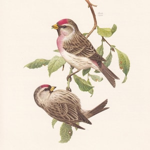 1960 COMMON REDPOLL Bird Print - Vintage Bird Print - Bird Illustration - Bird Wall Art - Bird Decor - 7.5 x 10.6 Inches