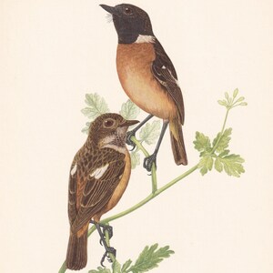 May include: A vintage botanical illustration of two birds perched on a leafy branch. The birds have brown and orange plumage with black markings. A small, oval, blue-grey egg is near the branch. The text at the bottom reads "SCHWARZKEHLCHEN - Saxicola torquata rubicola (L.)".
