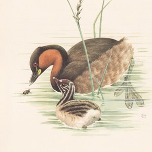 1960 LITTLE GREBE Bird Print - Vintage Bird Print - Bird Illustration - Bird Wall Art - Bird Decor - 7.5 x 10.6 Inches