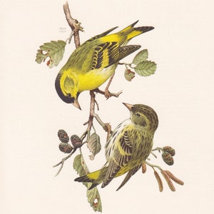 1960 EURASIAN SISKIN Bird Print - Vintage Bird Print - Bird Illustration - Bird Wall Art - Bird Decor - 7.5 x 10.6 Inches