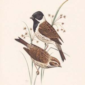 1960 COMMON REED BUNTING Bird Print - Vintage Bird Print - Bird Illustration - Bird Wall Art - Bird Decor - 7.5 x 10.6 Inches