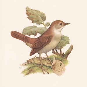 1960 COMMON NIGHTINGALE Bird Print - Vintage Bird Print - Bird Illustration - Bird Wall Art - Bird Decor - 7.5 x 10.6 Inches