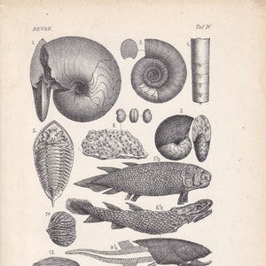 May include: A black and white illustration of various fossils from the Devonian period. The illustration includes ammonites, trilobites, and fish. The text "DEVON." and "Taf. IV" are visible in the image.