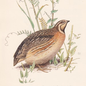 1960 COMMON QUAIL Bird Print - Vintage Bird Print - Bird Illustration - Bird Wall Art - Bird Decor - 7.5 x 10.6 Inches