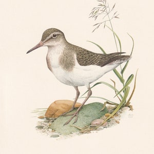 1960 COMMON SANDPIPER Bird Print - Vintage Bird Print - Bird Illustration - Bird Wall Art - Bird Decor - 7.5 x 10.6 Inches