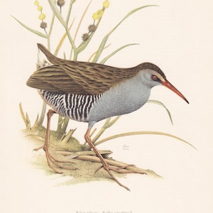1960 WATER RAIL Bird Print - Vintage Bird Print - Bird Illustration - Bird Wall Art - Bird Decor - 7.5 x 10.6 Inches