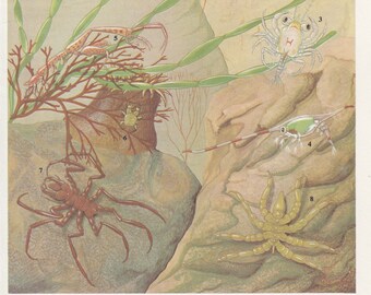 1971 WATER SPIDERS Print - Original Vintage Marine Print - Sea Wall Art - Ocean Print - Sea Life Art - Ocean Wall Art - 7 x 9.5 Inches