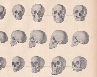 1900 schedels print - menselijke schedels print - menselijke anatomie print - Halloween print - gotische print - 124 jaar oud - 11,2 x 7,75 inch