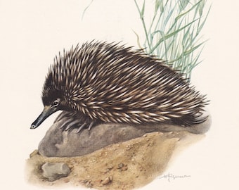 1960 ECHIDNA Print - Vintage Animal Print - Wildlife Illustration - Animal Wall Art - Vintage Monotreme Print - 7.5 x 10.6 Inches