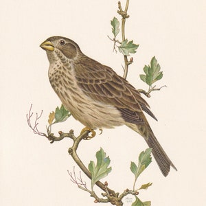 1960 CORN BUNTING Bird Print - Vintage Bird Print - Bird Illustration - Bird Wall Art - Bird Decor - 7.5 x 10.6 Inches