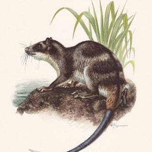 1960 WATER OPOSSUM Print - Vintage Animal Print - Animal Illustration - Animal Wall Art - Vintage Marsupial Print - 7.5 x 10.6 Inches
