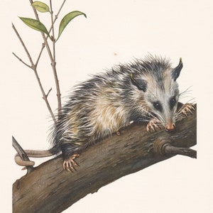 1960 VIRGINIA OPOSSUM Print - Vintage Animal Print - Animal Illustration - Animal Wall Art - Vintage Marsupial Print - 7.5 x 10.6 Inches