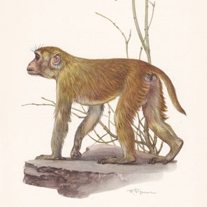 1960 RHESUS MACAQUE Print - Vintage Animal Print - Animal Illustration - Animal Wall Art - Apes & Monkeys Print - 7.5 x 10.6 Inches