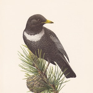 1960 RING OUZEL Bird Print - Vintage Bird Print - Bird Illustration - Bird Wall Art - Bird Decor - 7.5 x 10.6 Inches