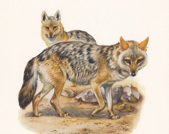 ゴールデンジャッカルの動物版画。アンティークとヴィンテージの動物学