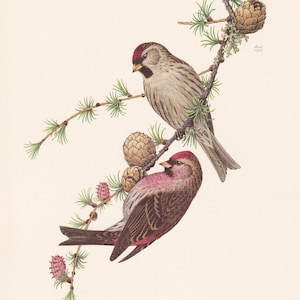 1960 LESSER REDPOLL Bird Print - Vintage Bird Print - Bird Illustration - Bird Wall Art - Bird Decor - 7.5 x 10.6 Inches