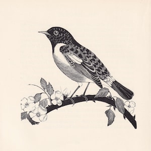 May include: A black and white illustration of a bird perched on a branch with white flowers. The bird has a black head and a white breast.
