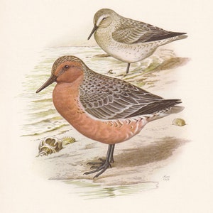 1960 RED KNOT Bird Print - Vintage Bird Print - Bird Illustration - Bird Wall Art - Bird Decor - 7.5 x 10.6 Inches