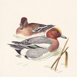 1960  WIGEON DUCK Bird Print - Vintage Bird Print - Bird Illustration - Bird Wall Art - Bird Decor - 7.5 x 10.6 Inches