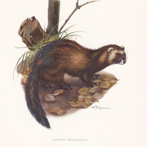 1960 EUROPEAN POLECAT Print - Vintage Animal Print - Animal Illustration - Animal Wall Art - Vintage Mammal Print - 7.5 x 10.6 Inches