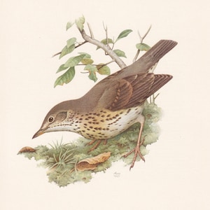 1960 SONG THRUSH Bird Print - Vintage Bird Print - Bird Illustration - Bird Wall Art - Bird Decor - 7.5 x 10.6 Inches