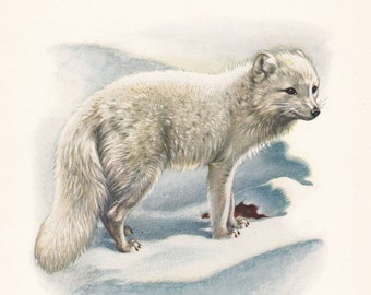 1960 ARCTIC FOX Print - Vintage Animal Print - Animal Illustration - Animal Wall Art - Vintage Mammal Print - 7.5 x 10.6 Inches