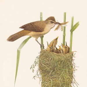 1960 GREAT REED WARBLER Bird Print - Vintage Bird Print - Bird Illustration - Bird Wall Art - Bird Decor - 7.5 x 10.6 Inches