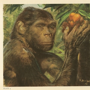Könnte beinhalten: Vintage Illustration eines Hominiden, der eine Traube aus orangen Früchten hält. Das Gemälde ist detailliert, mit Fokus auf das Gesicht und die Hände des Hominiden. Der Hintergrund zeigt grünes Laub. Die Signatur des Künstlers und das Jahr 1950 sind sichtbar.
